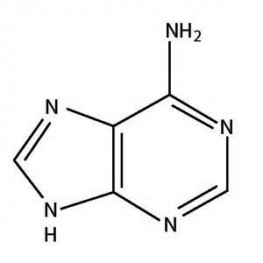 Adenine Adenine