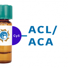 Amaranthus caudatus Lectin (ACL/ACA) - Cy5