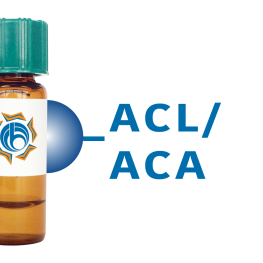 Amaranthus caudatus Lectin (ACL/ACA) - Separopore&reg; 4B