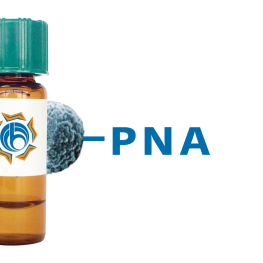 Arachis hypogaea Lectin (PNA) - MagneZoom&trade;