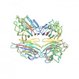 Arachis hypogaea Lectin (PNA) - Semi-Pure