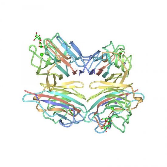 Arachis hypogaea Lectin (PNA) - Semi-Pure
