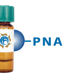 Arachis hypogaea Lectin (PNA) - Separopore&reg; 4B