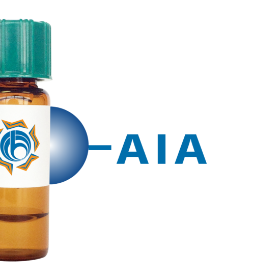 Artocarpus integrifolia Lectin (AIA) - Separopore&reg; 4B
