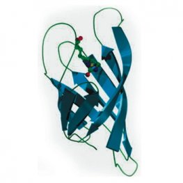 Avidin Protein