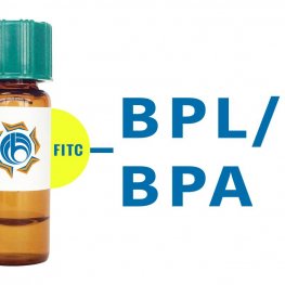 Bauhinia purpurea Lectin (BPL/BPA) - FITC (Fluorescein)