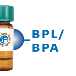 Bauhinia purpurea Lectin (BPL/BPA) - Separopore&reg; 4B