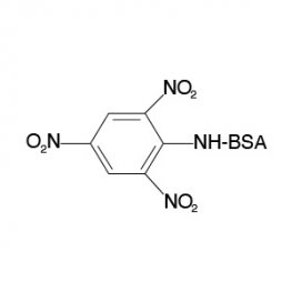 Acetylated Bovine Serum Albumin (BSA), Sterile, RNase Free, 10 mg/mL Acetylated Bovine Serum Albumin (BSA), Sterile, RNase Free, 10 mg/mL
