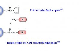 CDI-Activated Separopore&reg; 4B