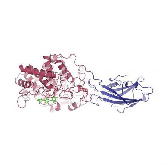 Cellulase (Trichoderma)