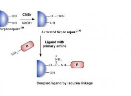 CNBr-Activated Separopore&reg; 4B