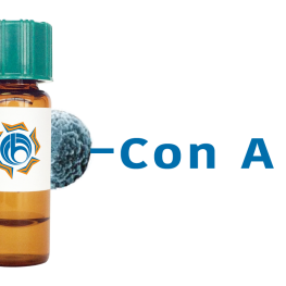 Concanavalin A Lectin (Con A) - MagneZoom&trade;