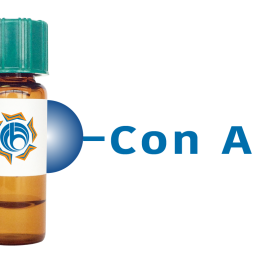 Concanavalin A Lectin (Con A) - Separopore&reg; 4B