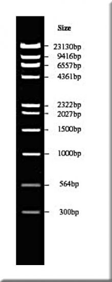 DNA Marker (0.3-23kb) | Molecular Weight Markers | bioWORLD