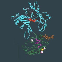 DNase I (Bovine Pancreas)