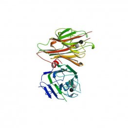 Dolichos biflorus Lectin (DBA) - Semi-Pure