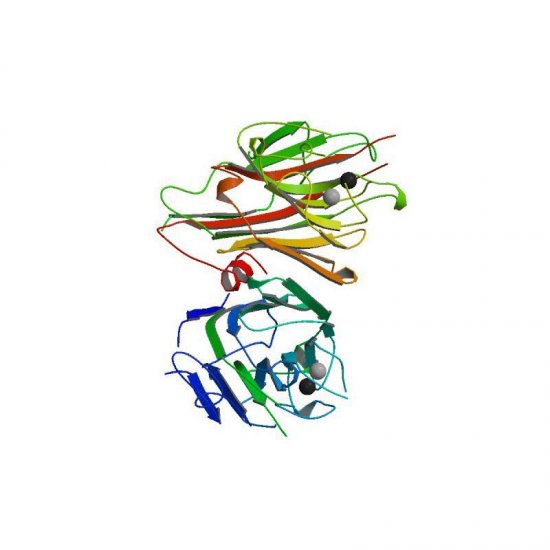 Dolichos biflorus Lectin (DBA) - Semi-Pure