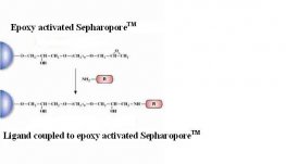 Epoxy-Activated Separopore&reg; 4B-CL