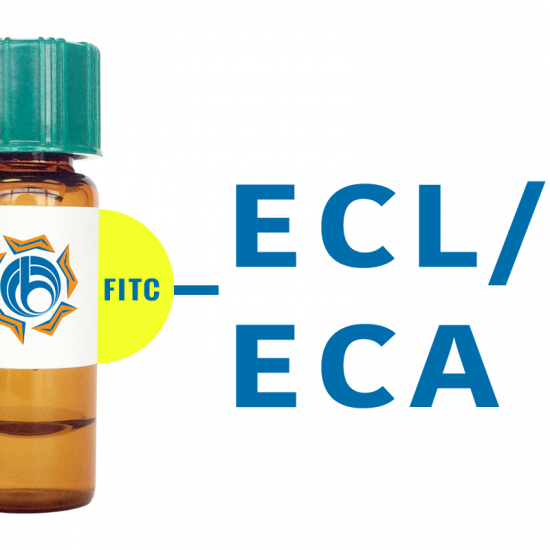 Erythrina cristagalli Lectin (ECL/ECA) - FITC (Fluorescein)
