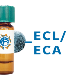 Erythrina cristagalli Lectin (ECL/ECA) - MagneZoom&trade;