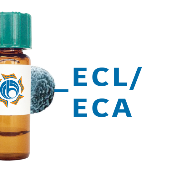 Erythrina cristagalli Lectin (ECL/ECA) - MagneZoom&trade;