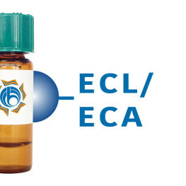 Erythrina cristagalli Lectin (ECL/ECA) - Separopore&reg; 4B