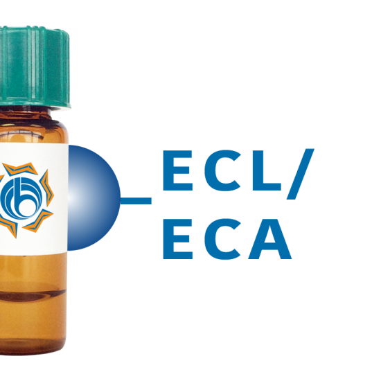 Erythrina cristagalli Lectin (ECL/ECA) - Separopore&reg; 4B