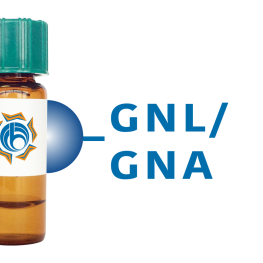 Galanthus nivalis Lectin (GNL/GNA) - Separopore&reg; 4B