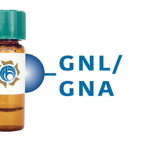 Galanthus nivalis Lectin (GNL/GNA) - Separopore&reg; 4B