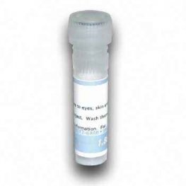 Gentamicin::BSA Conjugate