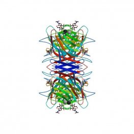 Glycine max Lectin (SBA) - Semi-Pure