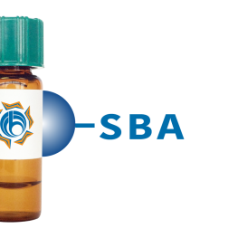 Glycine max Lectin (SBA) - Separopore&reg; 4B