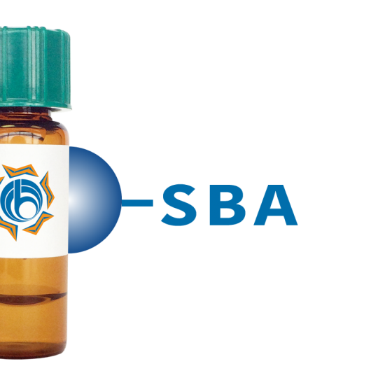 Glycine max Lectin (SBA) - Separopore&reg; 4B