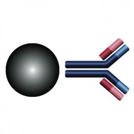 Goat Anti-Rabbit IgG (Fc) Antibody MagneZoom&trade; (Paramagnetic Beads) Kit