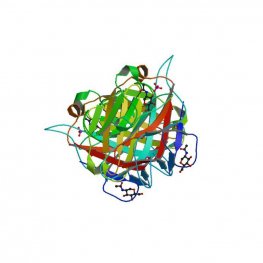 Griffonia simplicifolia Lectin (GSL I+II) - Semi-Pure