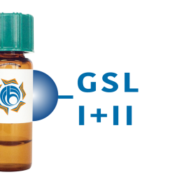 Griffonia simplicifolia Lectin (GSL I+II) - Separopore&reg; 4B