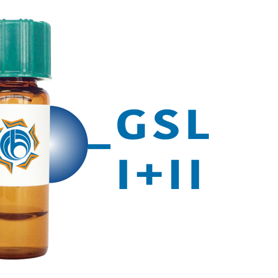 Griffonia simplicifolia Lectin (GSL I+II) - Separopore&reg; 4B