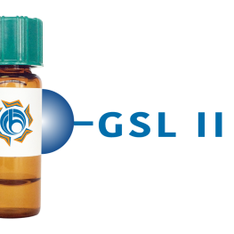 Griffonia simplicifolia Lectin (GSL II) - Separopore&reg; 4B