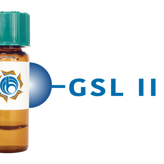 Griffonia simplicifolia Lectin (GSL II) - Separopore&reg; 4B