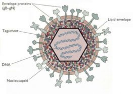 Herpes Simplex Virus-1 gD (Recombinant) 