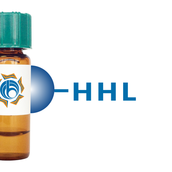 Hippeastrum hybrid Lectin (HHL) - Separopore&reg; 4B