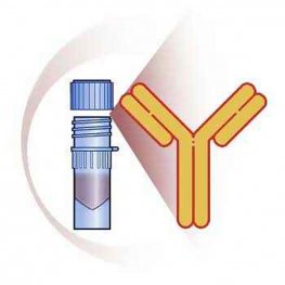 Horse Anti-Goat IgG (H&L) Antibody (Polyclonal IgG) - Alkaline Phosphatase