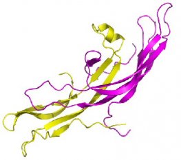 Human Chorionic Gonadotropin