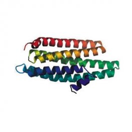 Human FormiminoTransferase Cyclodeaminase (Recombinant)