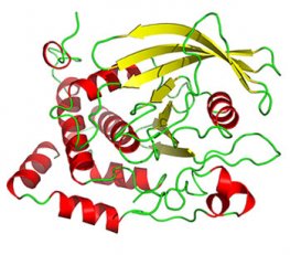 Human Protein Tyrosine Phosphatase Non Receptor Type-1 (Recombinant)