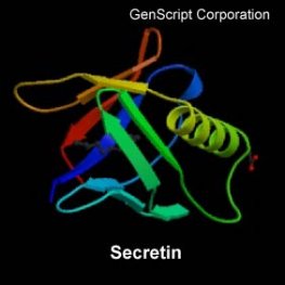 Human Secretin