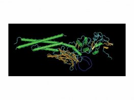 Human STAT3 (Recombinant)