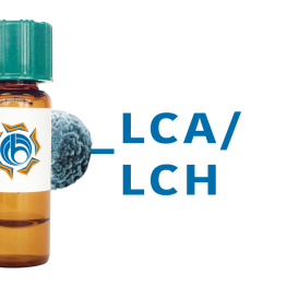 Lens culinaris Lectin (LCA/LCH) - MagneZoom&trade;