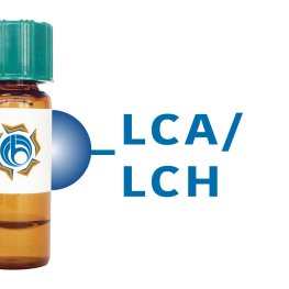 Lens culinaris Lectin (LCA/LCH) - Separopore&reg; 4B-CL