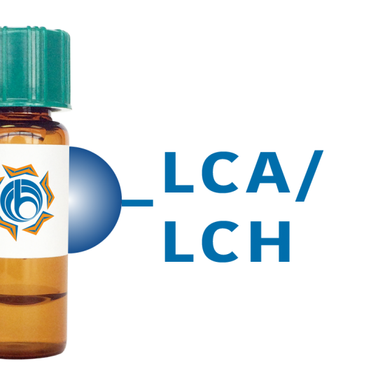 Lens culinaris Lectin (LCA/LCH) - Separopore&reg; 4B-CL